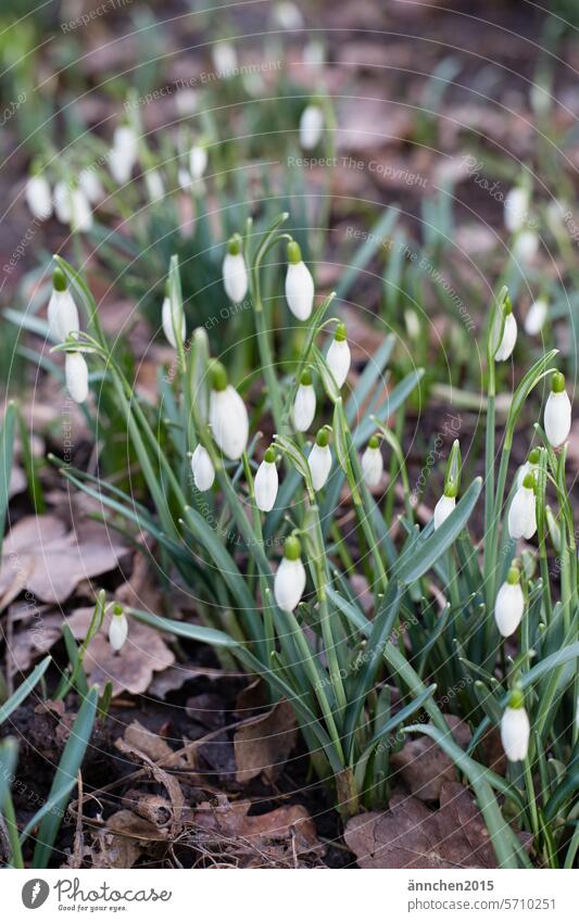 Schneeglöckchen im Garten und um sie herum liegen braune Blätter Frühling Winter Blume weiss Pflanze grün Natur Farbfoto Außenaufnahme Blüte weiß