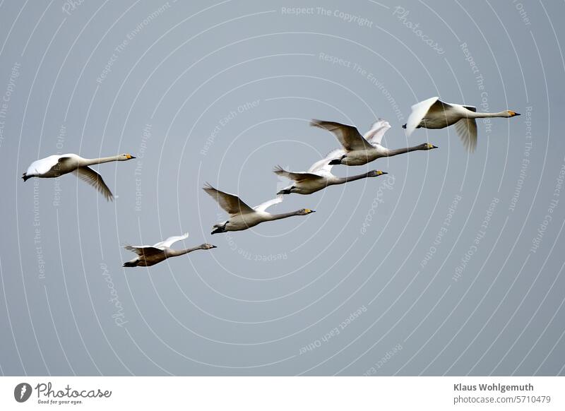 Singschwäne fliegen in Formation zu einem nahegelegenen abgeernteten Maisfeld. Singschwan Cygnus cygnus wildlife photography Schwan Vogel Außenaufnahme Feder