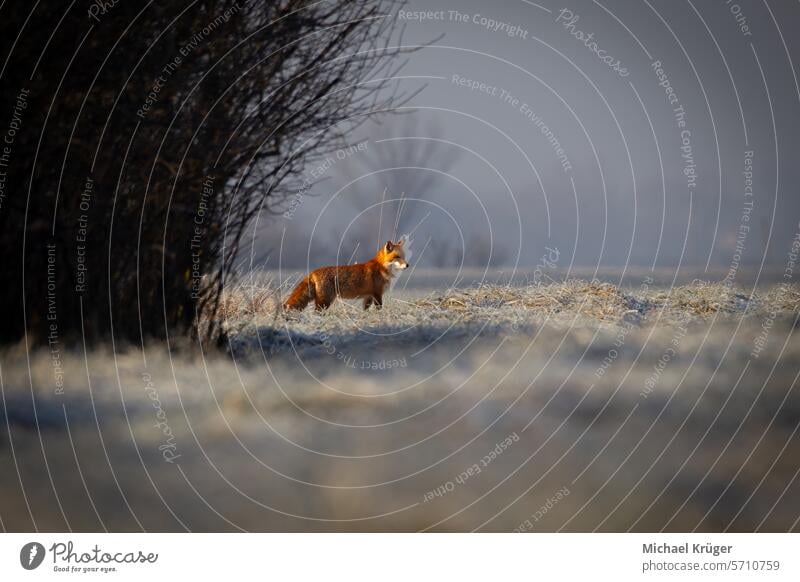 Rotfuchs im Winter. Rotfuchs auf einer Winterwiese. kalt Fiel Frühling Fuchs Fell Landschaft Lebhaftigkeit. Säugetier Wiese Natur malerisch saisonbedingt Schnee