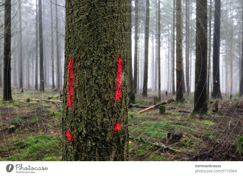 Baum Markierung markierung baumstamm wald zeichen natur symbolik detail baumrinde holzfällerarbeiten forstarbeit waldarbeiten naturrohstoff forstwirtschaft