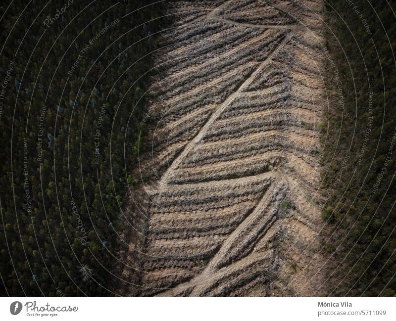 Eukalyptusplantage in den Bergen von A Pontenova, Lugo, Galicien Schonung Holz Berge u. Gebirge Holzindustrie A Pontenowa Galicia Bäume Baum Natur Wald