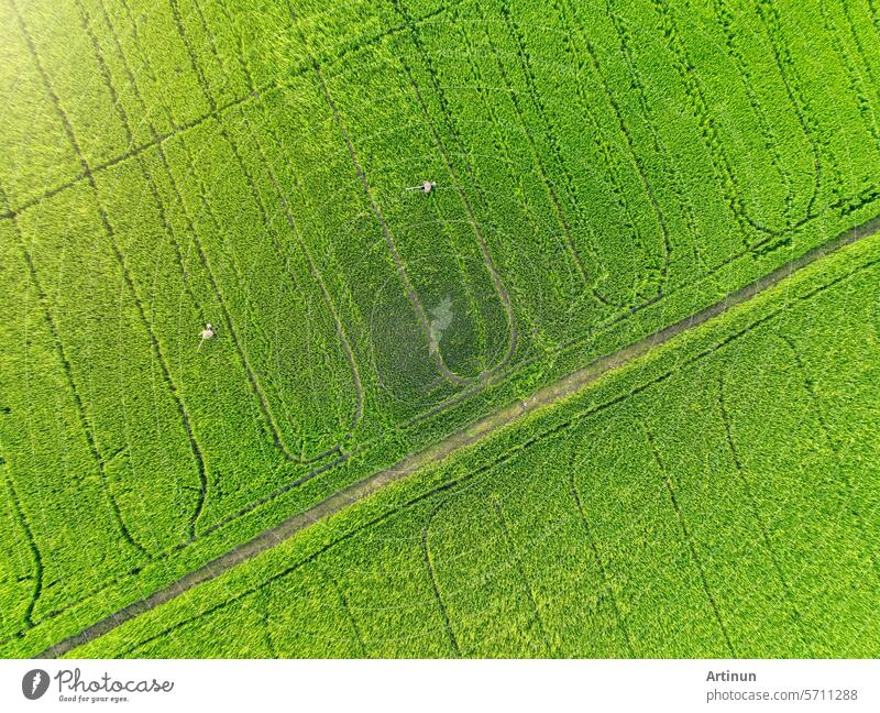 Nachhaltige Landwirtschaft. Luftaufnahme einer grünen Reisfarm. Schönheit der Naturlandschaft. Nachhaltiger Reisanbau. Grünes Reisfeld. Reisplantage. Umweltfreundliche Landwirtschaft und Umweltschutz.