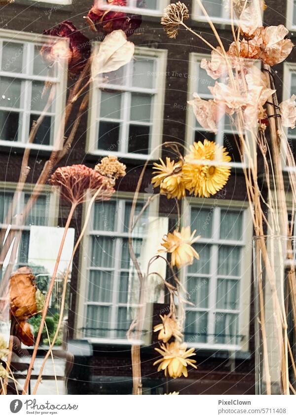 Trockenblumen im Fensterrahmen Blumenstrauß Dekoration & Verzierung Wildblumen Innenbereich Blütezeit geblümt heimwärts blass Flora Design Stil Natur Sommer