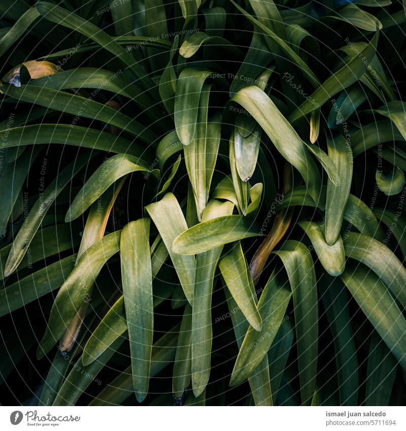 grüne Pflanzenblätter im Garten im Frühling Blätter Blatt grüne Blätter grüne Farbe grüner Hintergrund geblümt Natur natürlich Laubwerk Vegetation dekorativ