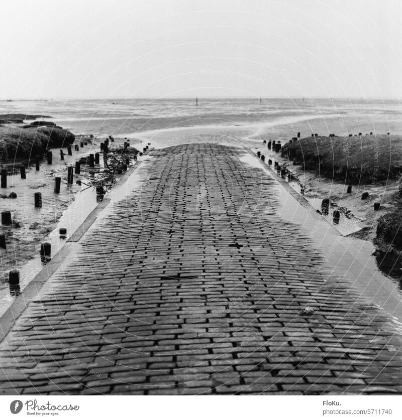 Weg ins Wattenmeer bei Westerhever Strand Küste Nordseeküste Meer Horizont Ebbe Natur Wasser Gezeiten Landschaft Sand Ferien & Urlaub & Reisen Erholung Schlick