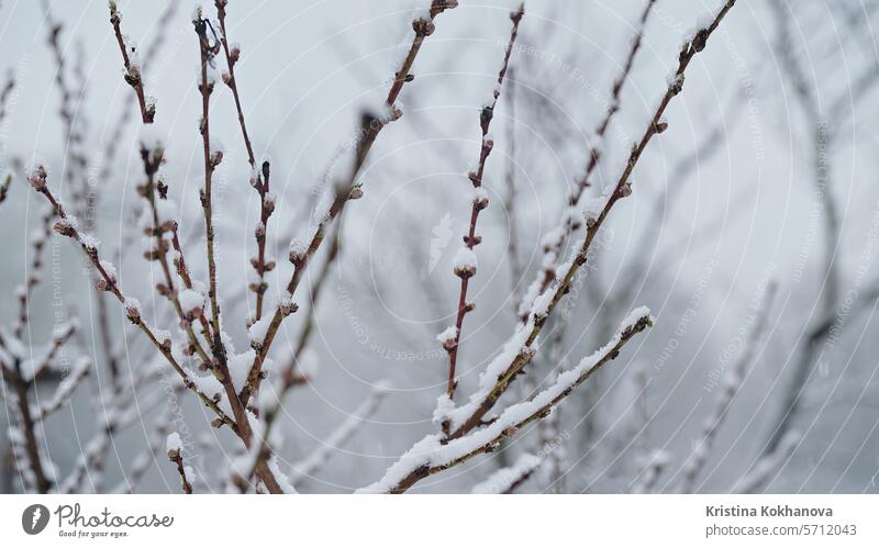 Apfelbaumblüte im Garten unter dem letzten Vorfrühlingsschnee.kalte Temperatur, Frost anormal Wetterunregelmäßigkeiten April Atmosphäre schlechtes Wetter schön