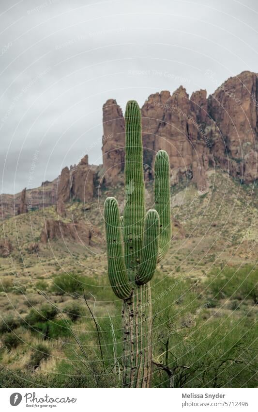 stürmische Wüste Riesensaguaro-Kaktus gegen stürmische Wüste Wüste Berge wüst Wüstenhintergrund Wüstensand Natur Wüstenlandschaft Wüstensturm Gewitterhimmel