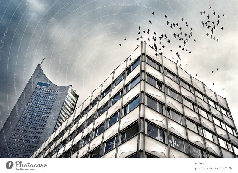 leipzig Wohnung Haus Schulgebäude Studium Arbeitsplatz Himmel Wolken Herbst Klima Wetter Nebel Regen Stadt Hochhaus Turm Bauwerk Gebäude Fenster Vogel Stein