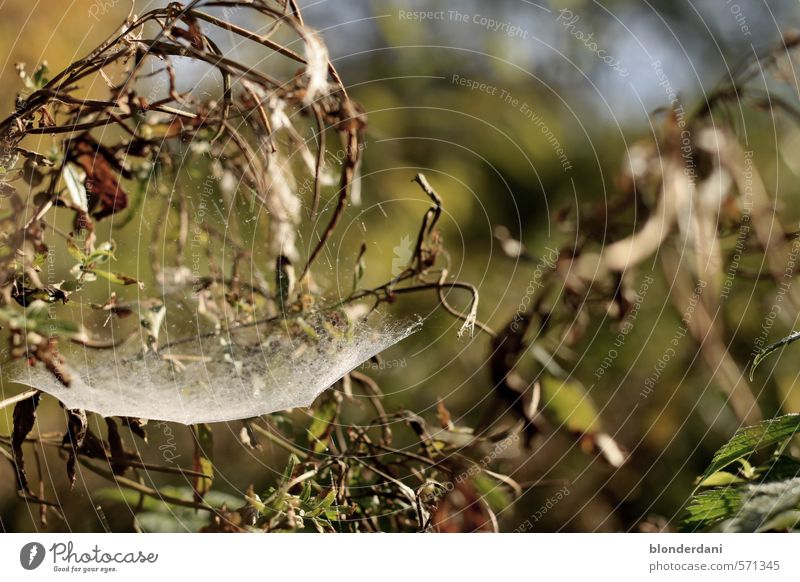 Baumhaus Landschaft Pflanze Herbst Blatt Wildpflanze leuchten ruhig Gleichgewicht Spinnennetz Zweige u. Äste Unkraut verwebt verstrickt Brennnessel Sonne Natur