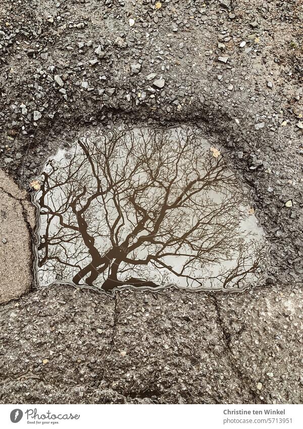 die kahlen Äste einer Eiche spiegeln sich in einer Pfütze Baum Äste und Zweige Pfützenspiegelung nass Schotter Jahreszeiten Winter Natur Asphalt Schlagloch