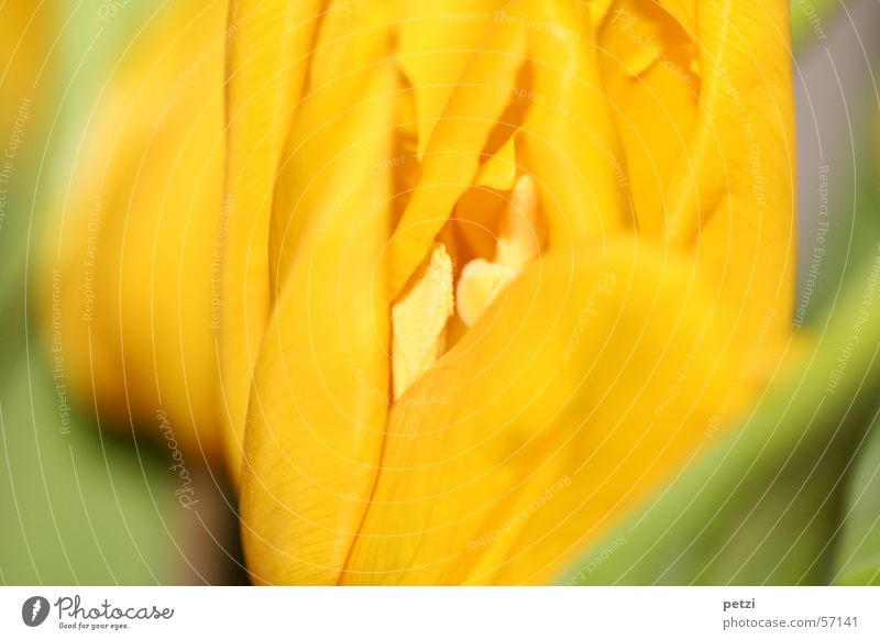 Einblick Frühling Blume Tulpe Blatt Blüte gelb grün Frühlingsgefühle Frühlingsblume aufmachen gerollt Blütenstempel blüttenblätter zerfließen Farbfoto