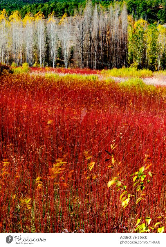 Auffälliges rotes Weidenfeld in voller Herbstblüte mit kontrastierenden gelben und weißen Pappelbäumen im Hintergrund in Cuenca Pappeln Baum Feld fallen Farbe