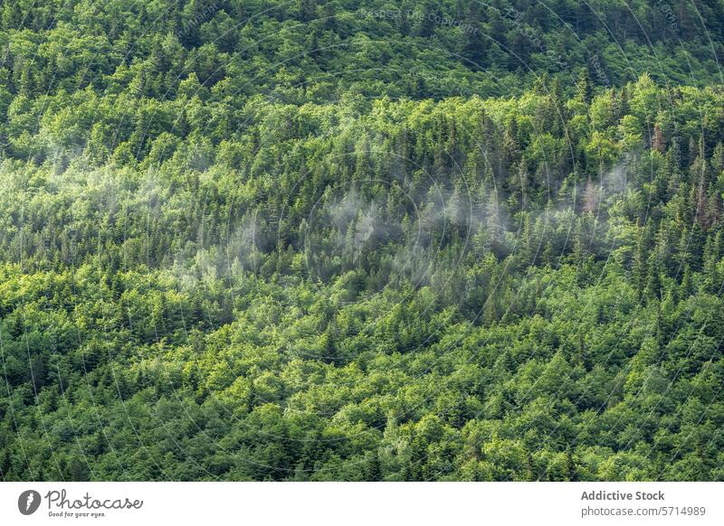 Neblige Bujaruelo-Waldlandschaft im spanischen Nationalpark Bujaruelo-Tal Odese monte perdido Huesca Spanien Hügel Grün Nebel Landschaft Natur im Freien