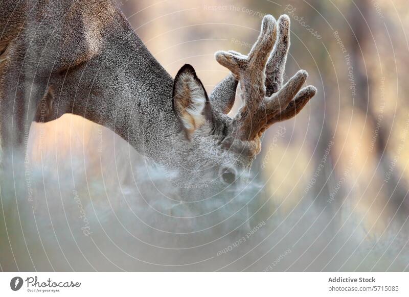 Majestätische männliche Rehe in ihrem natürlichen Lebensraum Porträt Horn Tierwelt Natur Nahaufnahme Samt majestätisch Wald Nebel natürlicher Lebensraum