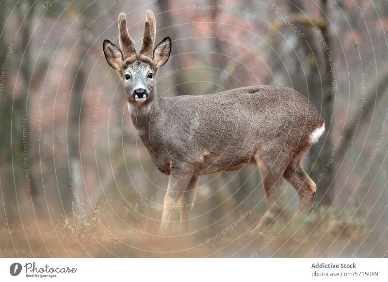 Fesselndes Porträt eines erwachsenen männlichen Rehs in seinem natürlichen Lebensraum Erwachsener Horn Tierwelt Natur Wald Säugetier wild natürlicher Lebensraum