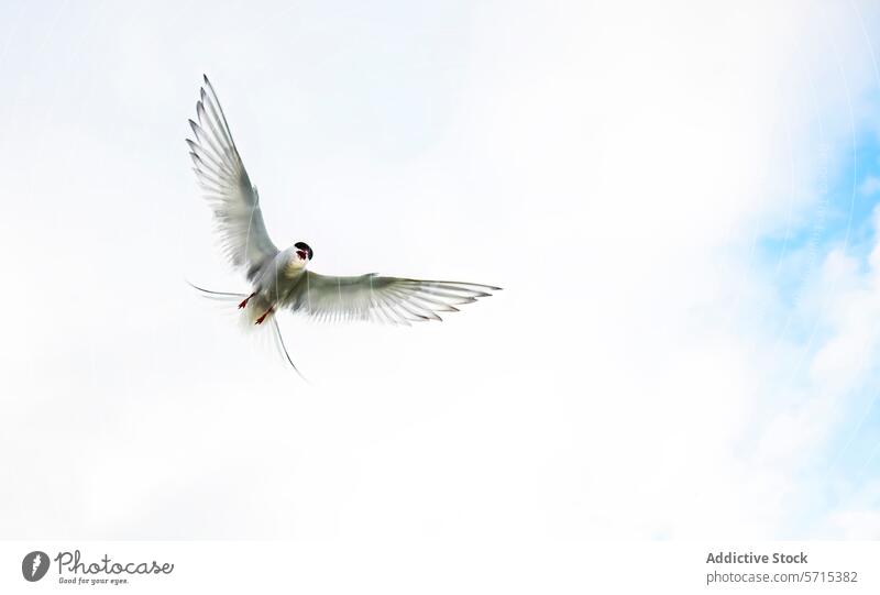 Küstenseeschwalbe im Flug gegen den klaren Himmel in Island Vogel blau zierlich schweben Flügel Wildnis Tierwelt Natur Freiheit Air Feder weiß Ornithologie