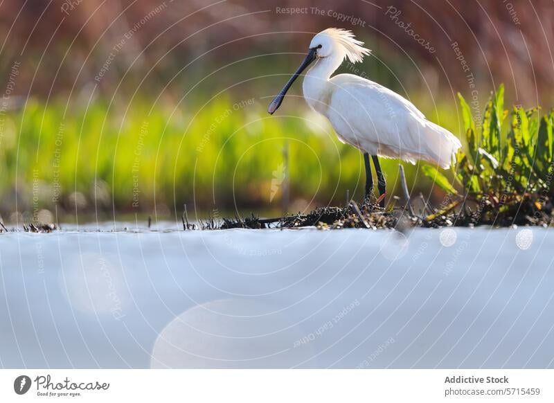 Löffler am Wasser stehend mit üppigem Grün im Hintergrund und Bokeh im Vordergrund. Vogel Stehen Saum Natur Tierwelt Feuchtgebiet Feder Schnabel löffelförmig