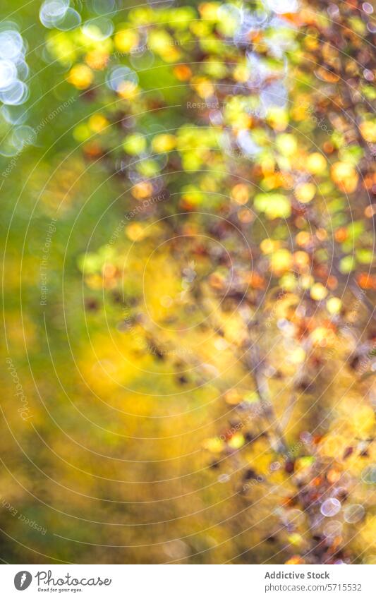 Bokeh-Lichtmuster auf einem unscharfen herbstlichen Laubhintergrund, die ein malerisches Kunstwerk mit einer warmen Farbpalette schaffen Muster verschwommen