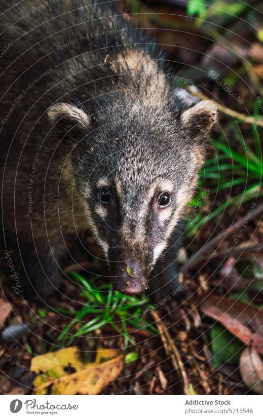 Neugieriger Nasenbär an den Iguazu-Fällen, Südbrasilien Iguazu Fälle Brasilien Tierwelt Natur Säugetier Karnivora nasua Wald Erkundung wissbegierig Nahaufnahme