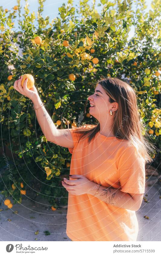 Frische Zitronen in einem sonnigen Garten pflücken Frau Kommissionierung heimwärts nachhaltig produzieren frisch reif Baum Frucht sonnenbeschienen Glück jung