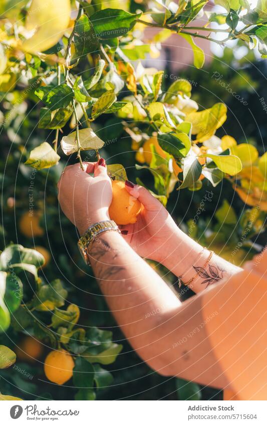 Anonyme Person pflückt reife Zitronen in einem sonnigen Garten zu Hause Kommissionierung heimwärts Frucht Ernte Hand Laubwerk grün Sonnenlicht im Freien frisch