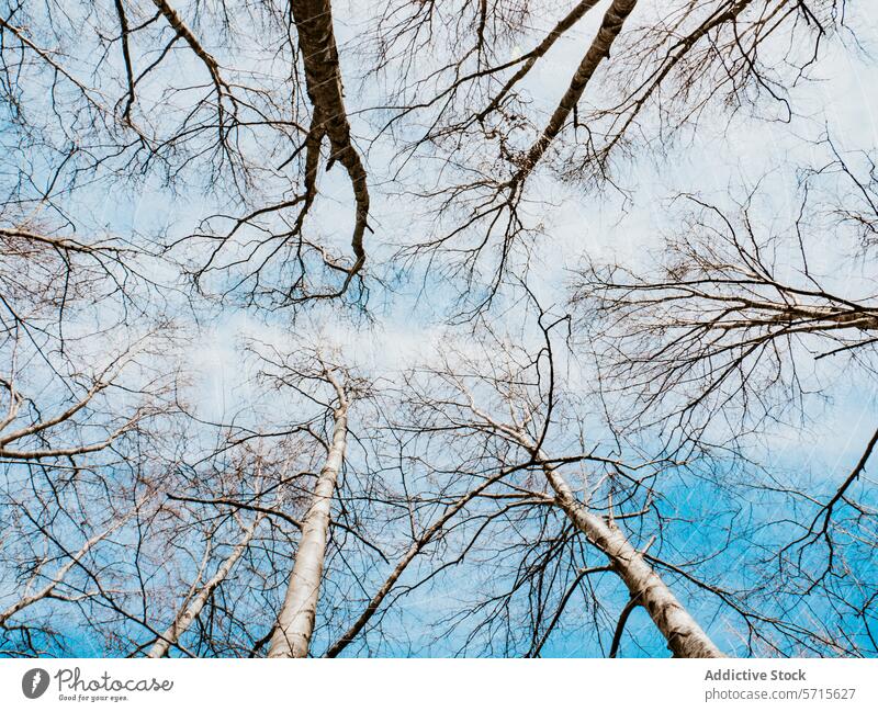 Kahle Birken im Frühling gegen blauen Himmel Baum Ast laublos Erneuerung Wachstum Natur im Freien Saison Wald Waldgebiet Windstille Ruhe Silhouette Zweig