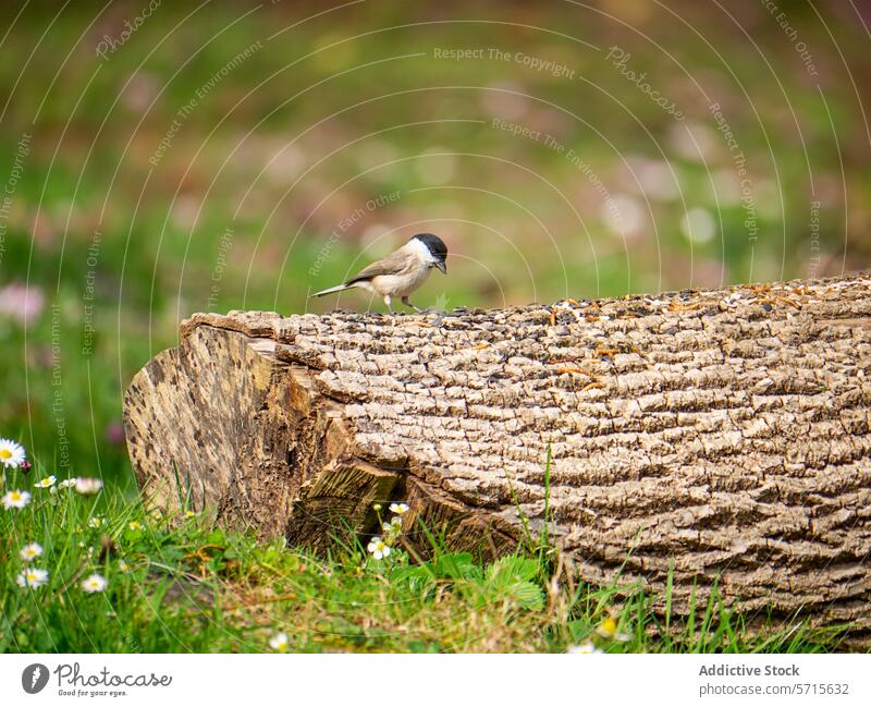 Frühlingshafte Szene mit Vogel und blühenden Wildblumen Totholz Blütezeit Natur Tierwelt frisch Wachstum Erneuerung im Freien Fauna Flora Gras Feld