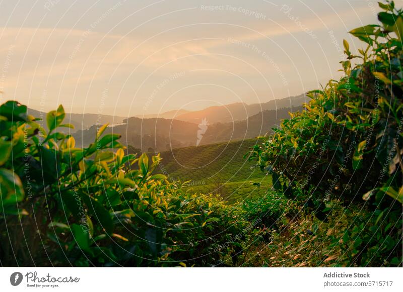 Ruhiger Sonnenuntergang über einer malaysischen Teeplantage malaysia Schonung Gelassenheit üppig (Wuchs) grün Feld Landschaft natürlich Schönheit warm Licht