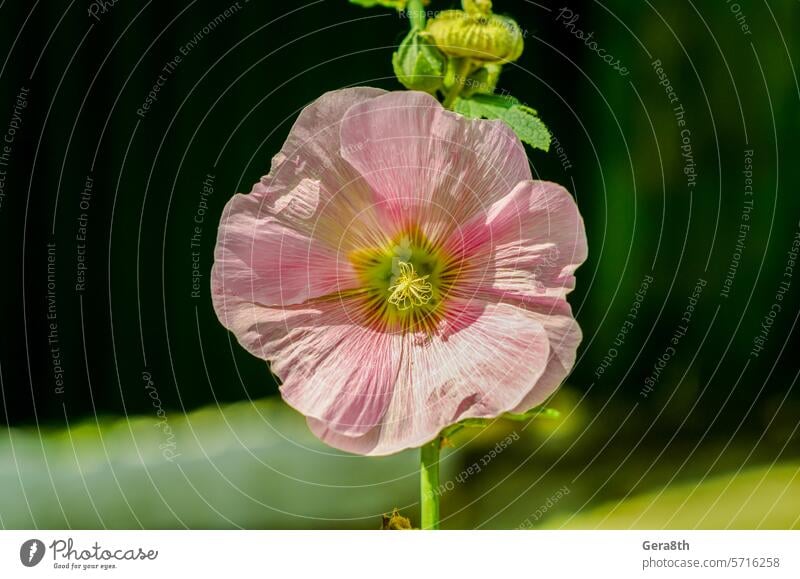 Blumenmalve mit weißen und rosafarbenen Blütenblättern in Großaufnahme Anthere Hintergrund schön berlandieri Blütezeit Überstrahlung bonita Blumenstrauß Klima