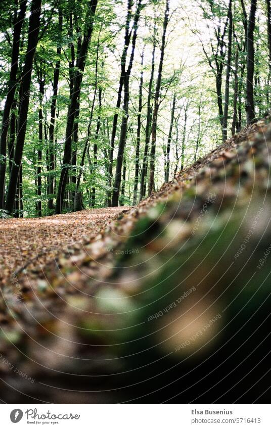 Herbstwald Wald herbst grün Spazierweg winkel braun gelb Baum bäume Blätter Analoges Foto Natur natürlich Umwelt Klima Laubwerk