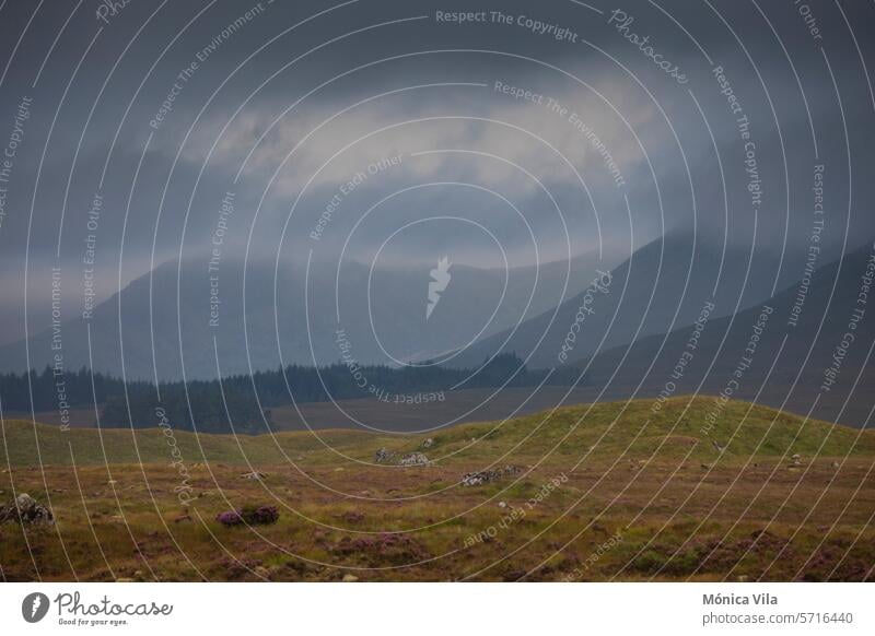 Blick auf die Berge von Glencoe vom Aussichtspunkt Lochan na h-Achlaise South Lochan na h-Achlaise Aussichtspunkt Süd Schottisches Hochland Schottland Blumen