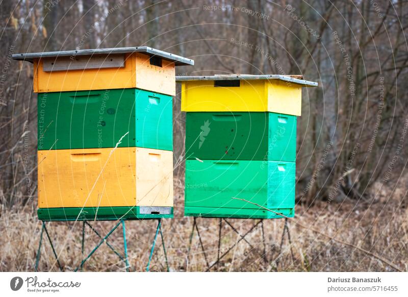 Bienenstöcke im Wald, Frühlingstag Bienenzucht Liebling Bienenstock Natur Baum Insekt Honigbiene Kasten Tag hölzern grün ländlich Gras Haus Ackerbau Bienenkorb