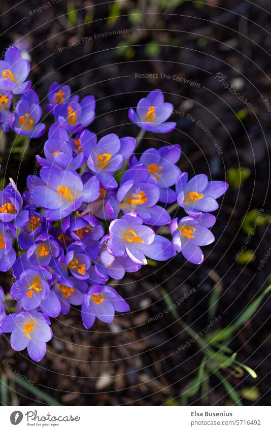 Krokus Krokusse krokus Blüte Frühling Blume Natur Pflanze violett Frühlingsgefühle Nahaufnahme Garten Blühend Frühblüher Frühlingsblume schön Frühlingskrokus