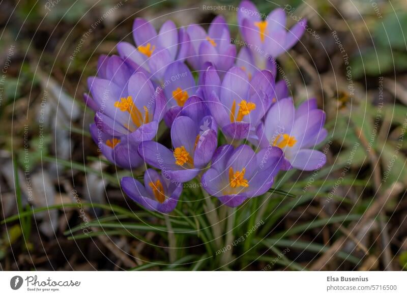 Krokusse Blumen Blumenwiese Umwelt Frühlingstag natürlich Außenaufnahme Frühlingskrokus schön Frühlingsblume Frühblüher Blühend Garten Frühlingsgefühle violett