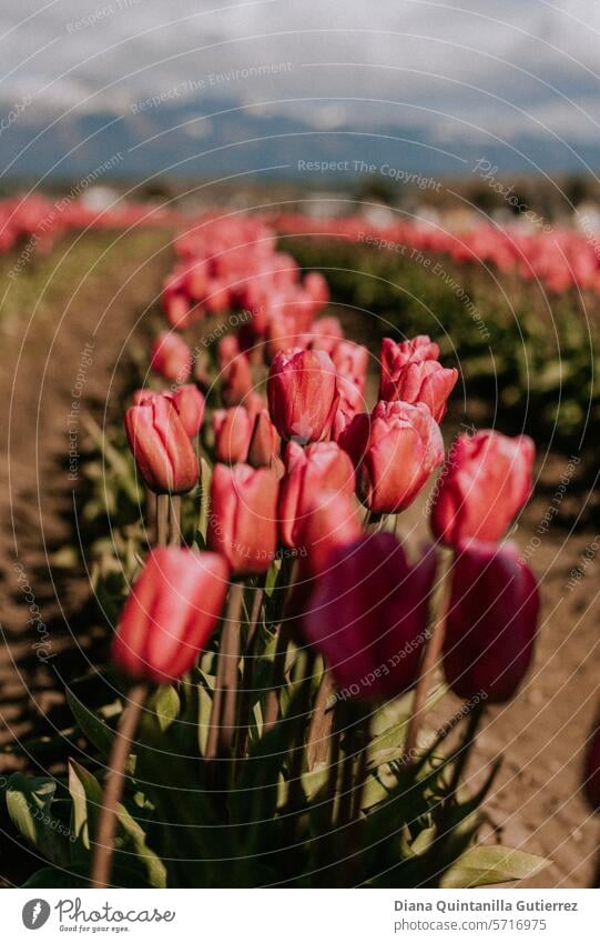 Tulpen, Blume, Tulpenfeld, Frühling, Blumengarten, Berge, Tulpen, Tulpenfeld, Tulpengarten, Feld, Tulpenlandschaft Tulpenblüte Blüte Tulpenfelder