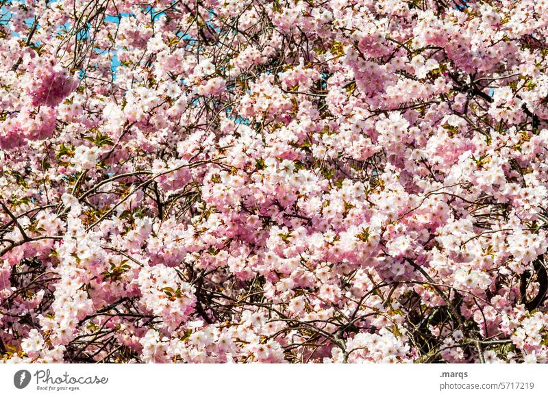 Üppig Frühlingsgefühle Wachstum schön natürlich hell Kirschblüten Kirschbaum Schönes Wetter Pflanze Natur Zierkirsche Gefühle ästhetisch Blühend Zweig Vorfreude