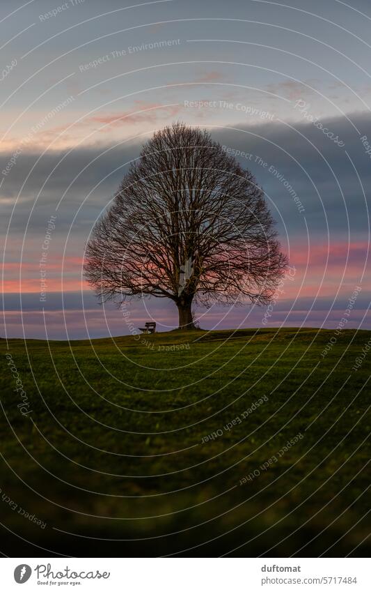 Einsamer Baum im Sonnenuntergang in bayrischer Landschaft Abend Wolken Himmel Abendrot Abenddämmerung Dämmerung Menschenleer Bank Sitzgelegenheit Ruhe Idylle