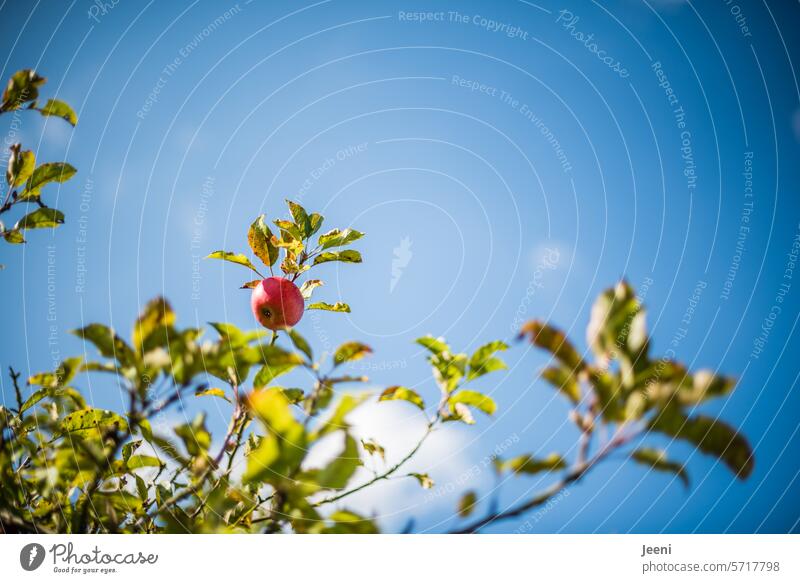 Ein Apfel vegetarisch vegan Essen gesund Obst Vitamin Bioprodukte Ernährung frisch lecker Obstgarten Sommer süß reif Garten rot Natur saftig Gesundheit Frucht