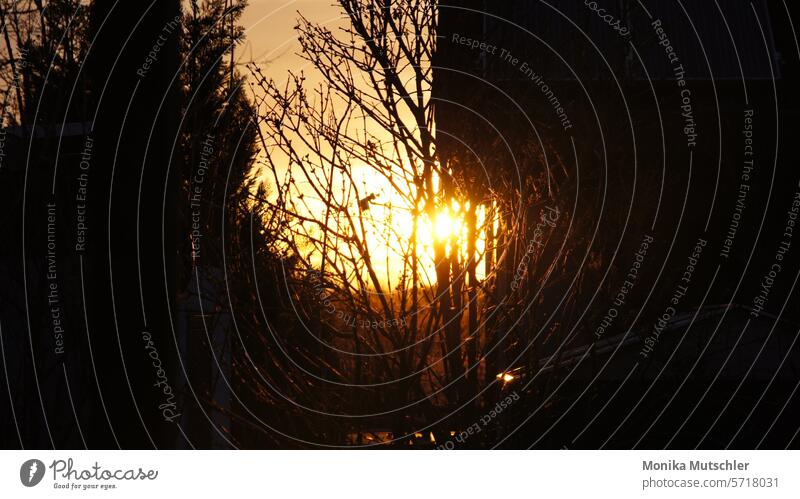 Sonnenuntergang hinter Sträucher sonnig Sonnenschein Sonnenstrahlen Sonnenaufgang Licht und Schatten Sonnenlicht Natur Farbfoto Außenaufnahme Menschenleer