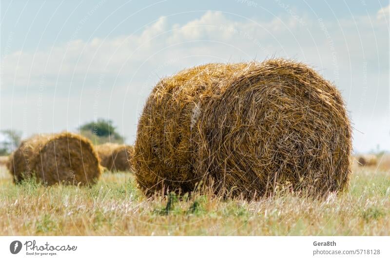 Herbstlandschaft mit runden Heuhaufen in grünem Gras auf einem Hintergrund von Bäumen und Himmel mit weißen Wolken Ukraine blau Klima Landschaft Tag trocknen