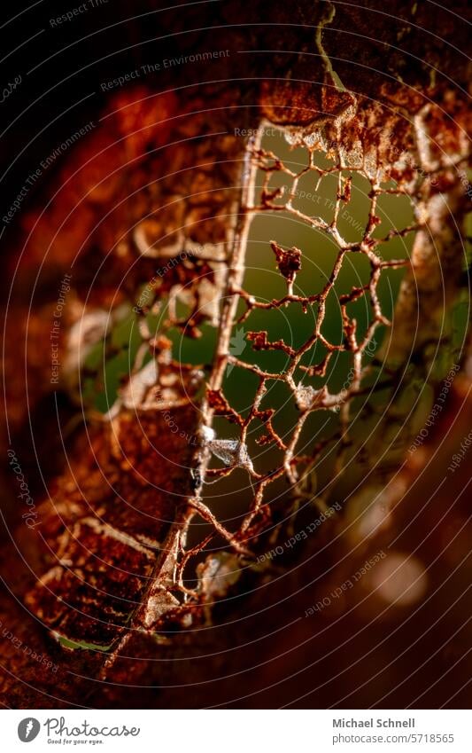 Verrottungsprozess bei einem Blatt verrotten herbstblatt Herbst Herbstblatt Herbstlaub herbstlich Herbstfärbung Vergänglichkeit Natur natürlich