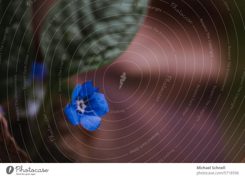 Kleines Blümchen (offenbar ein Frühblüher) Frühlingsbote Blume Blüte Nahaufnahme Natur Pflanze Frühlingsblume Frühlingsgefühle natürlich schön Umwelt Blühend