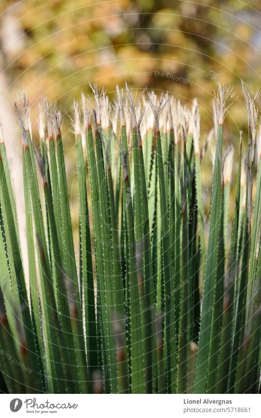 Nahaufnahme eines Bündels von langen und scharfen grünen Blättern mit vielen winzigen Dornen und Herbstfarben als verschwommener Hintergrund Blatt stechend