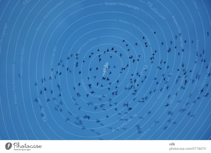 Freisein | ein Schwarm Stare fliegt durch den Abendhimmel. Vogel Vögel Vogelschwarm Natur fliegen Freiheit Tier Vogelflug Außenaufnahme Wildtier Tiergruppe frei