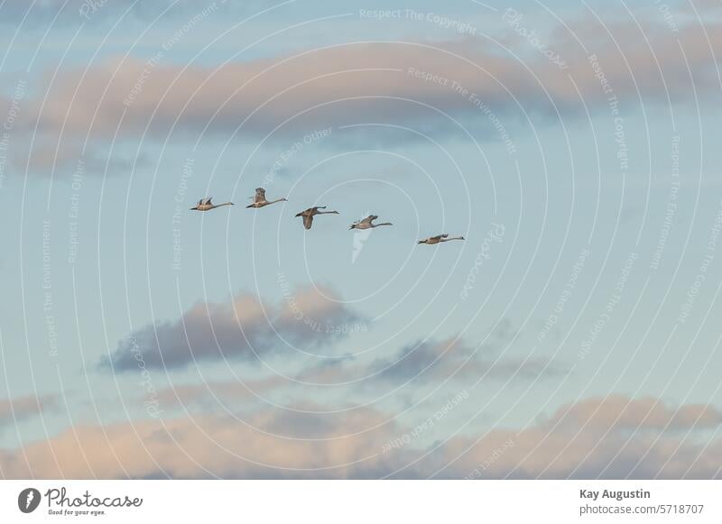 Höckerschwäne im Flug Höckerschwan Cygnus olor Schwäne Cygnini Gänsevögel Anseriformes schwarze Höcker Gruppe von Höckerschwäne Anserinae Himmel Wolken