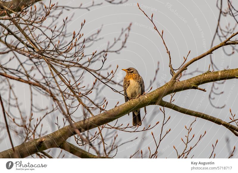 Wachholderdrossel Turdus pilaris Echte Drosseln Vogel Sperlingsvögel Passeriformes Singvögel Turdidae Vogelfotografie Natur Frühling Vogelwelt Baum Ast