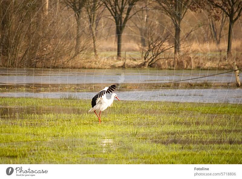 Kalif Storch Vogel Tier Außenaufnahme Wildtier Natur Tag Weißstorch weiß schwarz Schnabel Frühling Flügel Feder Wasser Wiese Rassen Gras überflutet Bäume