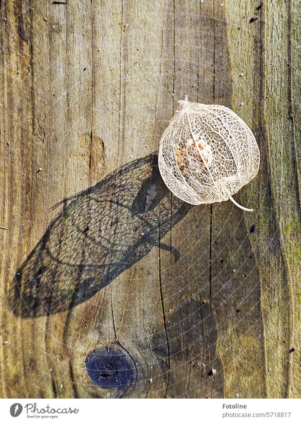 Im Inneren der Physalis kullert noch noch der Rest der Beere umher. Die Sonne scheint und wirft den Schatten der durchlöcherten Hülle auf das Holzbrett.