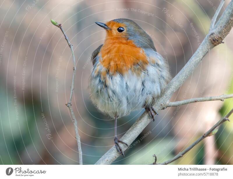 Kleines Rotkehlchen im Baum Erithacus rubecula Vogel Wildvogel Tiergesicht Federn Gefieder Schnabel Auge Beine Flügel Krallen Zweige u. Äste Wildtier Natur