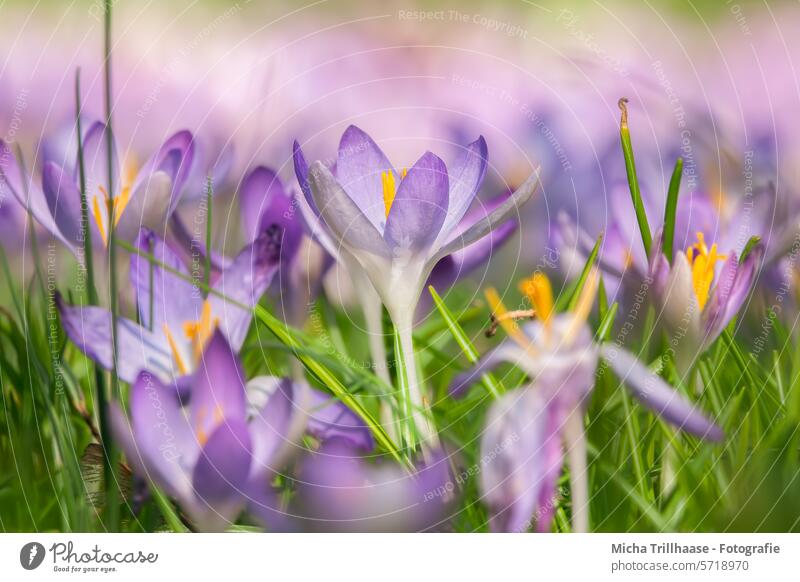 Krokuswiese in der Frühlingssonne Krokusse Blume Blüte Blatt Gras Wiese Stengel Blütenblatt Blühend Frühlingsblume Frühlingsboten Frühblüher Frühlingstag